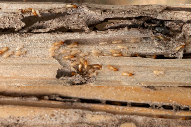 Best Emergency Pest Control  in Day Heights, OH